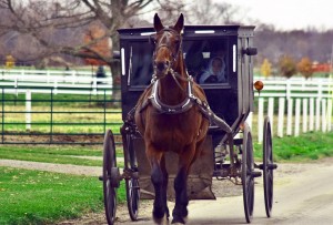 Amish_horsewaggon
