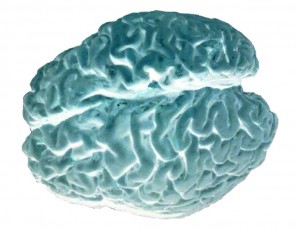 Brain